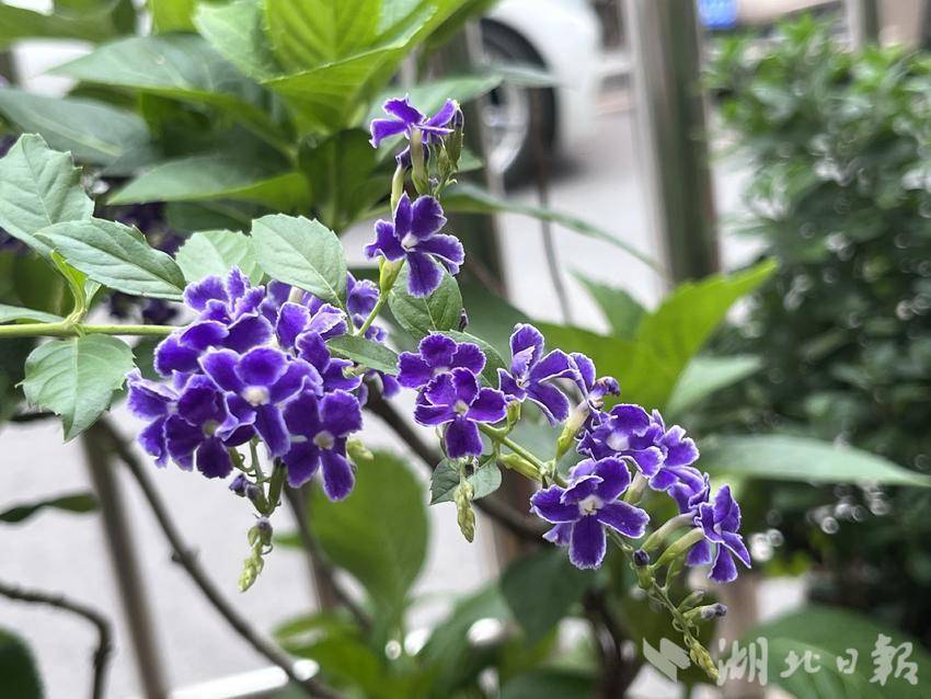 巴黎平台网站